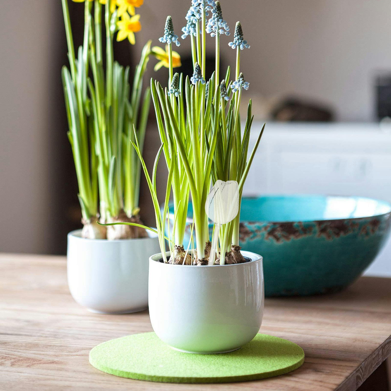 2 pièces, globes d'arrosage en - Self-Watering Planter avis et prix